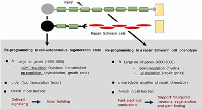 The Role of c-Jun and Autocrine Signaling Loops in the Control of Repair Schwann Cells and Regeneration